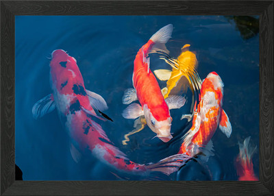 Koi Fish Animal Framed Wall Art Poster Canvas Print Picture