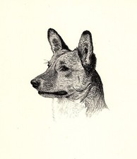 Antique Welsh Corgi Print 1935 Wardle Corgi Art Illustration CFW 5762c