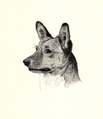 Antique Welsh Corgi Print 1935 Wardle Corgi Art Illustration CFW 5762c