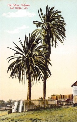 Old Palms Postcard, Oldtown San Diego CA, M. Rieder 9368, Vintage