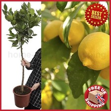 2-3 ft Big Large Lemon Citrus Tree Fruit in 4L Pot Home Garden Outdoor Plants