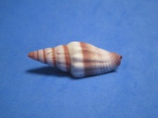 Mitra vulpecula f. pervariabilis (Dautzenberg, 1935) "VARIANT" (39.7mm)