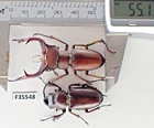 F35548. Insects, Lucanidae: Lucanidae: Lucanus Marazziorum sp. Vietnam North