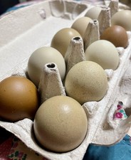 Olive Egger Hatching Eggs 6+