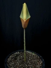 Amorphophallus fuscus 2YO AGA Tuber Rare Plant Aroid Bulb Collectors Flower Nice