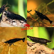 10+2 Black Rose Shrimp - Freshwater Neocaridina Aquarium  100% Live Guarantee