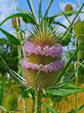 PURPLE TEASEL 100 SEEDS, DIPSACUS FULLONUM, USA SELLER