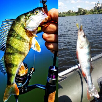 ambetter health net fishing email FINAL_New Provider Orientation-Ambetter_2026_R Page 4 | Dry Color:Olive Back Shad Rigid