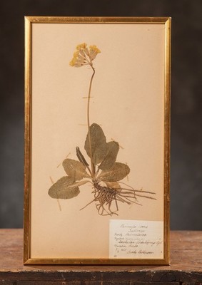 Primula veris (Cowslip) - 1938 Herbarium Sheet