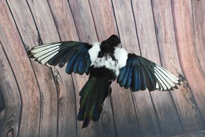 stuffed magpie