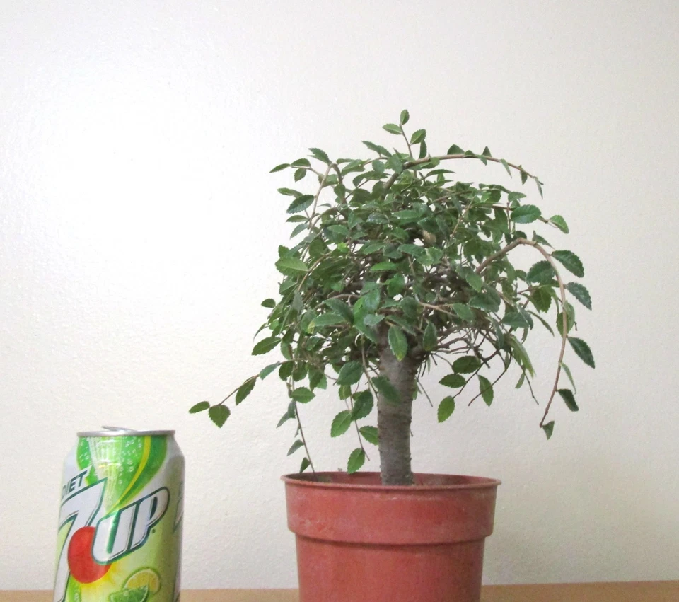 Fat Chinese Elm for mame shohin 盆景树厚树干哭泣树枝 — 第 2/4 张图片