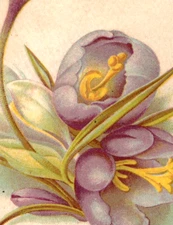 1880s Victorian Trade Cards Beautiful Flowers Cyclamen Crocus Set Of 3 P207