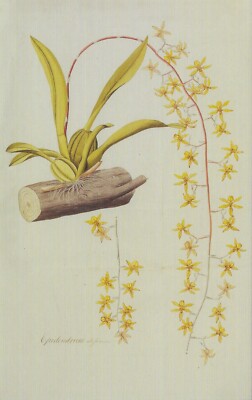 Postcard Nikolaus Jos. von Jacquin ''Epidendrum Altissimum'' Orchid Botanical MINT