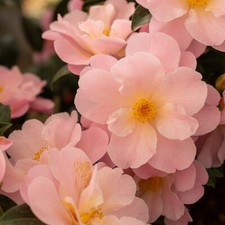 Camellia Congratulations 5 Litre Pink Flowers Ideal Celebration Plant Gift