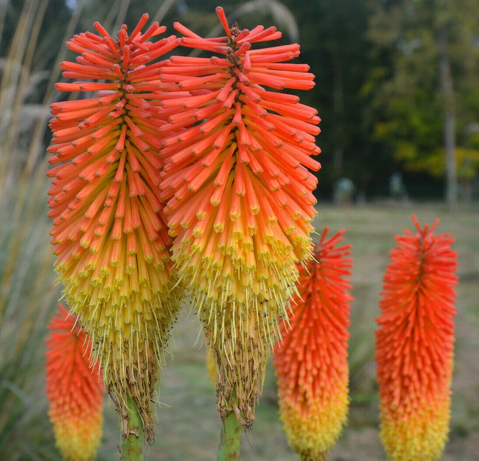 RED HOT POKER 100 SEEDS, ORANGE AND YELLOW FLOWERS. KNIPHOPHIA, TORCH LILY - Image 3 of 4