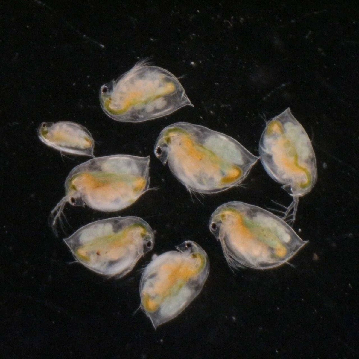 Betta daphnia top