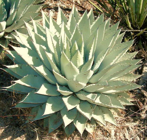 AGAVE PARRYI, rare succulent mescal century plant exotic garden seed --15 SEEDS - Afbeelding 1 van 2