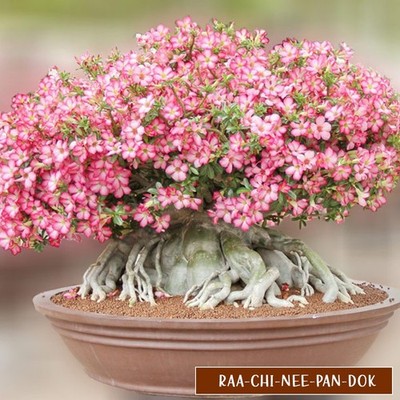 20 VARIETY DESERT ROSE - THAI SOCOTRANUM ADENIUM - FLOWER PERENNIAL RARESEEDS.