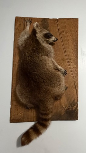 taxidermy mount  coon, good for man cave, cabin or office.