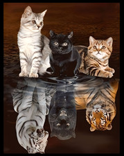 Cat Reflection In Water Kittens Are Tigers And Jaguars Tough Kitties! Pet MAGNET