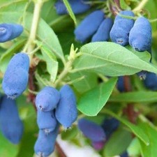 1 Honeyberry Tundra Honeysuckle Plant Edible Shrub Zones 2-8.