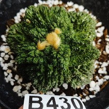 Bez korzeni---------Ariocarpus/ Astrophytum myriostigma-Astrophytum asterias/