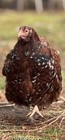 6 High Quality English Jubilee Orpington Fresh Fertile Hatching Eggs — photo 2