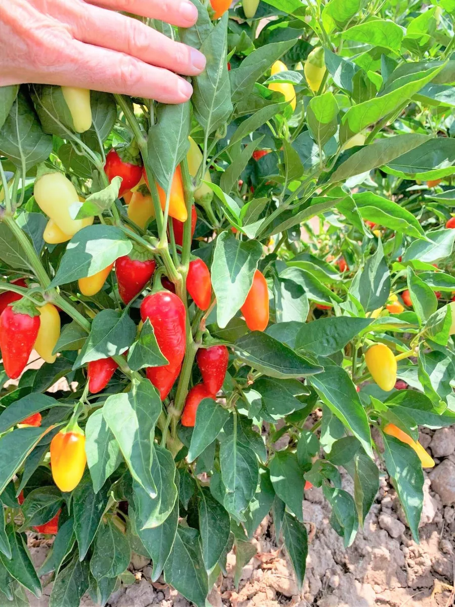 Santa Fe Grande Pepper Seeds Spicy Guero Yellow Hot Chili Vegetable Seed 2024