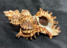 MURICIDAE Chicoreus Torrefactus 89.7mm Cebu, Philippines - Nice Size!