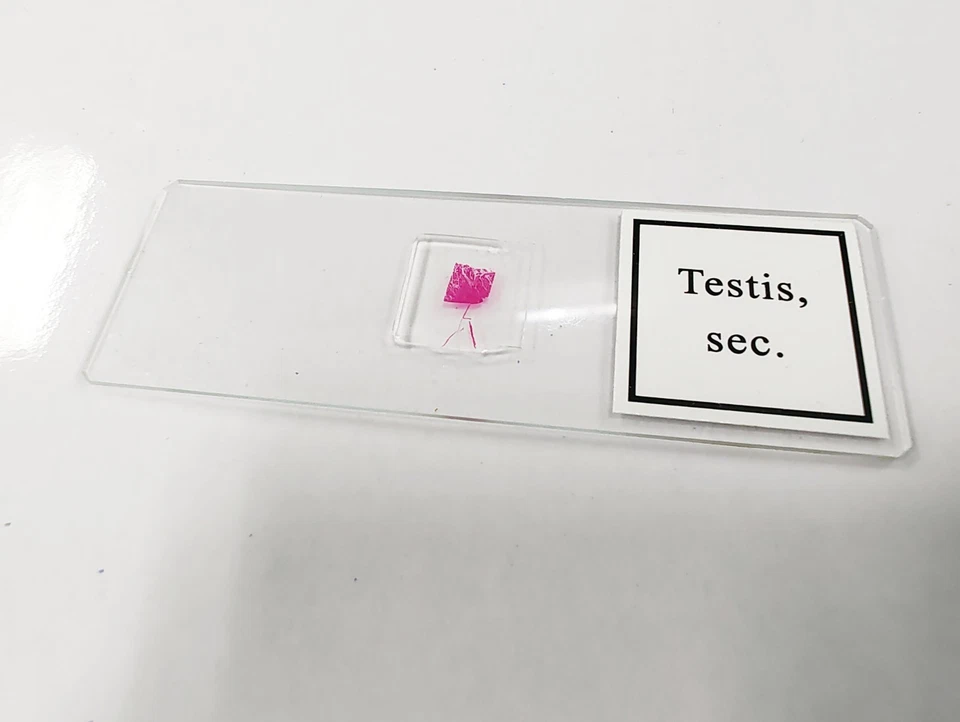 Barska 100 Pc Set Prepared Microscope Glass Slides in Wooden Box for Science Lab - Image 2 of 4