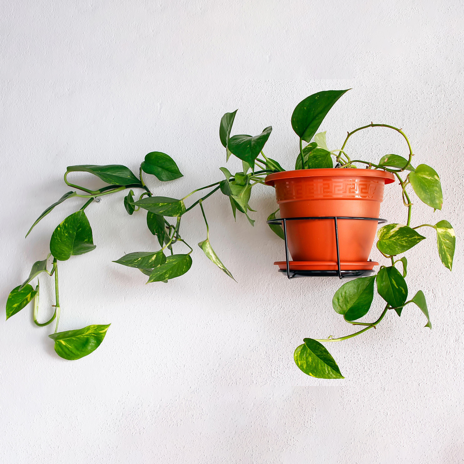 1 x Epipremnum pinnatum Aureum | Devil's Ivy Indoor Plant in Hanging Basket