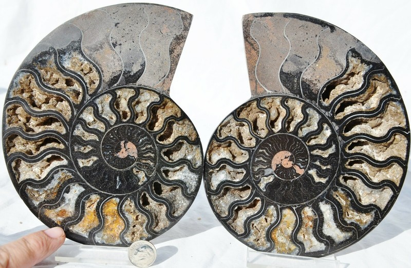 Large Black Ammonite Pair Crystals XXL 110myo Dino age Fossil 6.4" 162mm n2658pp