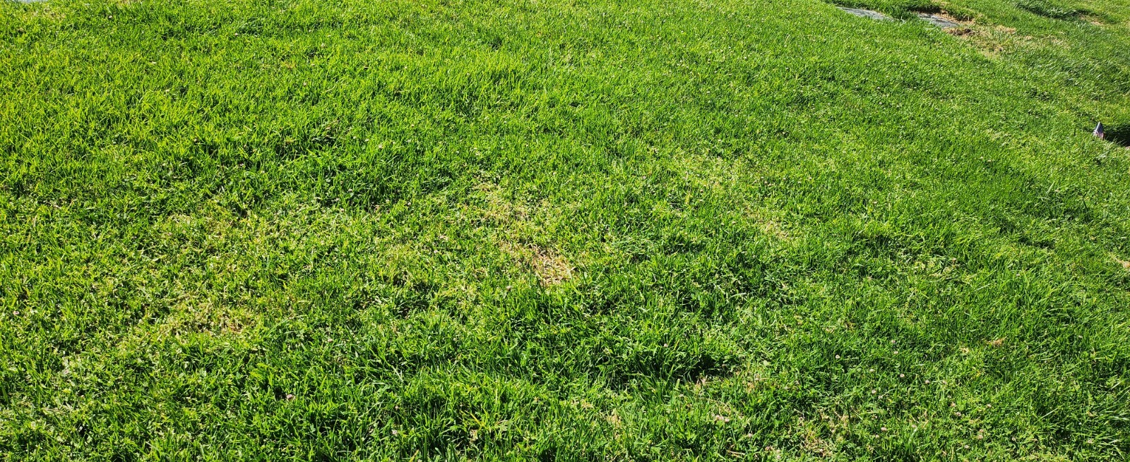 Rose Hill Cemetery Plot for Sale eBay