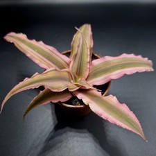 Cryptanthus Rubens 'Earth Star Pink' Live Tropical Terrarium Plant 6cm
