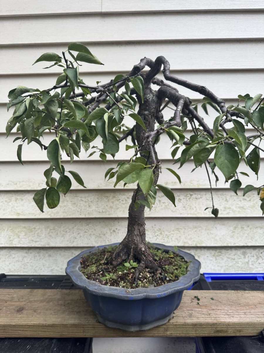 Japanese Apricot Ume Bonsai , Weeping Cultivar , Very Rare And Old, White  Flower | eBay