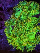 WYSIWYG XL 8" Malaysian Neon Yellow Splatter Elegance Live Coral LPS SPS Frag HG