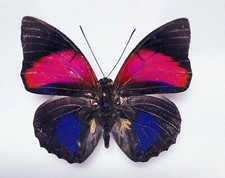 Agrias for collectors | rare Agrias butterflies