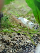 20 + extra Snowball Neocaridina Shrimp