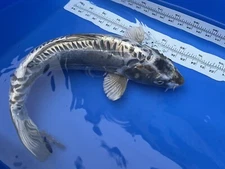 23-inch Kikokuryu Silver Dragon Koi, Black Swamp Koi Farms