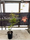 Acer palmatum ‘Emerald Sunset’ Rare Japanese Maple 1 Gallon — photo 2