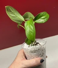 Monstera Obliqua Bolivian Form Free Priority Shipping 3 Plants USA Grown Rooted