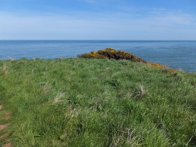 Photo A2 Gorse at the turn of the footpath Berwick-upon-Tweed At this po c2013