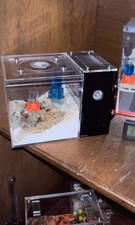 Novomessor 50-80 Strong! Ready To Go~ Feeder Colony