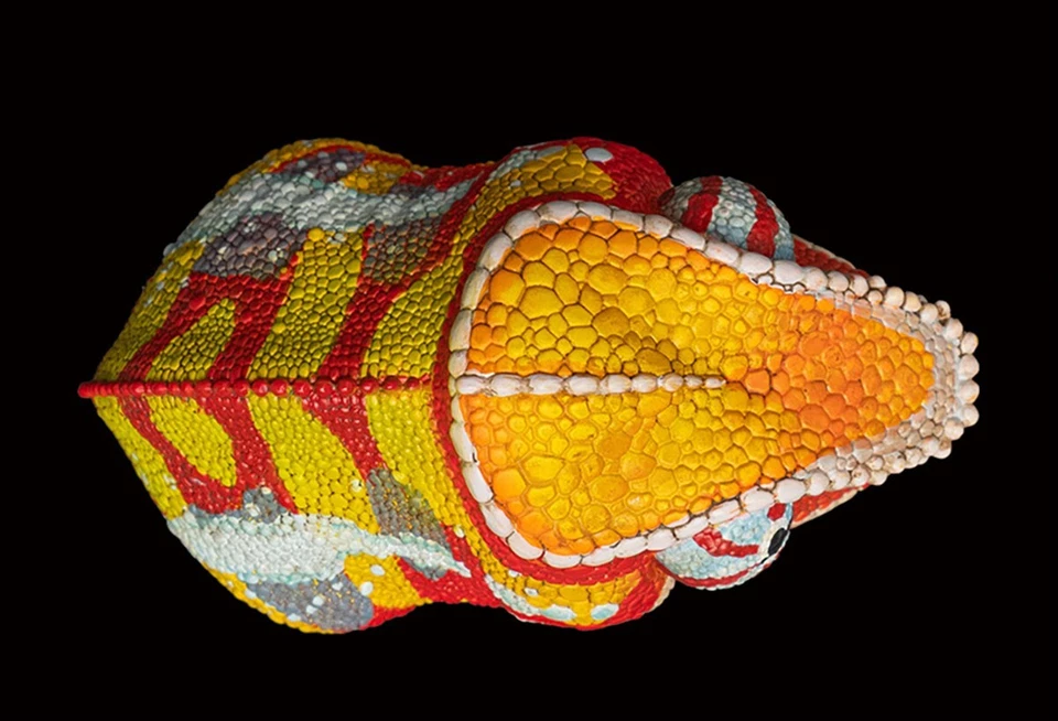 Animal Cuerpo Celestial Furcifer pardalis Andapa Pantera Camaleón Estatua Foto 3 de 4