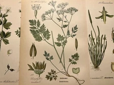 Illustration Pictures Lithograph Flora Botanica Flower Plant Fruit 1886 Antique