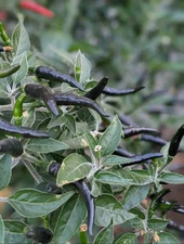 30+  Organic Non GMO Black Cobra Pepper Seeds