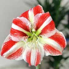 Easy to Grow Amaryllis Clown Plant Bulb Indoor Holiday Outdoor Zones 9-11