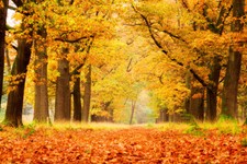 10x8ft Autumn Forest Trees Nature Scenery Photo Background Vinyl Studio Backdrop