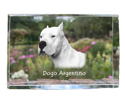 Dogo Argentino - crystal with a picture of a dog, photo in glass, modern exhibit