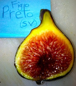 Figo-Preto-Fig-Tree-Cuttings-Point-Loma-San-Diego-CA